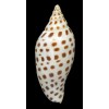 junonia butleri 116,9mm SUPERB