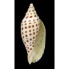 junonia butleri 116,9mm SUPERB