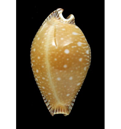 guttata surinensis 55,5mm