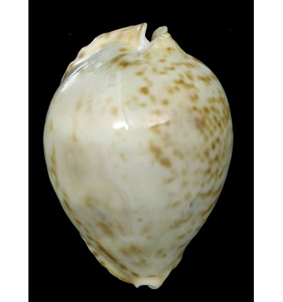 vercoi lentiginosa 65,8mm