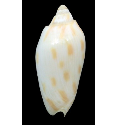 canaliculata harfordi 44,0mm