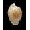 algoensis 26,1mm BIG