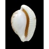 algoensis 26,1mm BIG