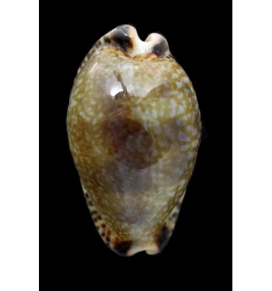 nigropunctata 32,0mm