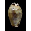 nigropunctata 32,0mm