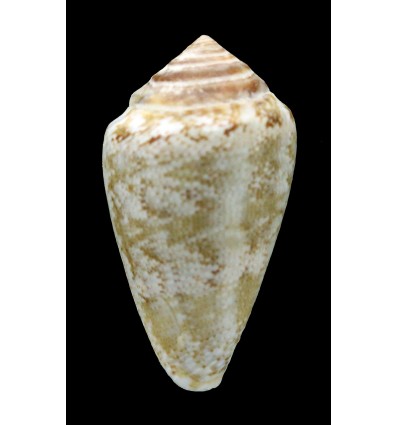 ventricosus 44,2mm