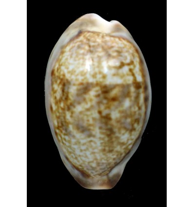 zonaria 40,3mm