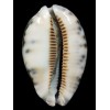 histrio westralis 67,8mm