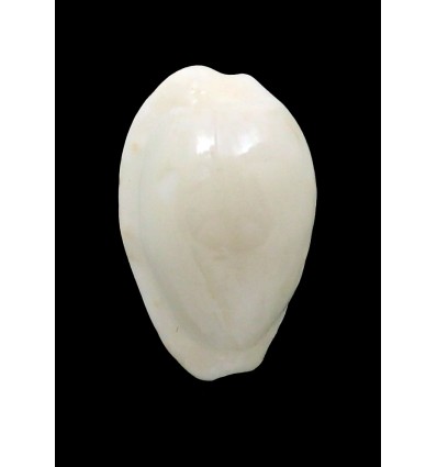 comptoni casta 20,1mm