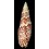 papalis 128,4mm