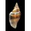 urceus 50,3mm