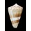 fumigatus 43,3mm