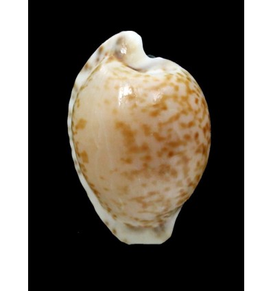 algoensis 26,1mm BIG