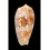 bullatus pongo 54,2mm