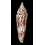 milneedwardsi clytospira 147,80mm