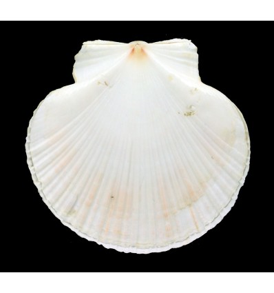 ziczac 86,04mm ALBINO