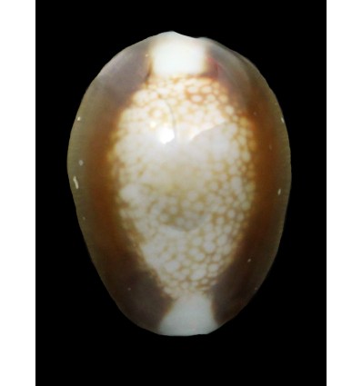 caputserpenstis argentata 32,0mm