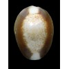 caputserpenstis argentata 32,0mm