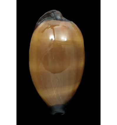 exusta 64,2mm