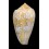 pennaceus praelatus 56,8mm