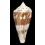 pergrandis 117,1mm SUPERB