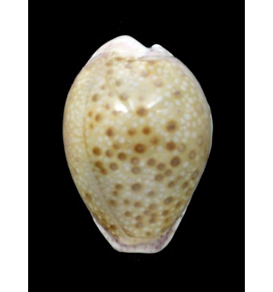 marginalis melocellata 32,6mm