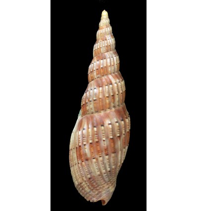 lyraeformis 114,4mm