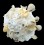 pallidula 88,7mm SPLENDID