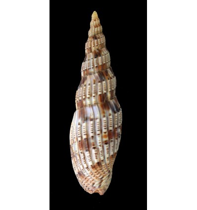 lyriaeformis 109,8mm