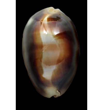 ventriculus 55,5mm