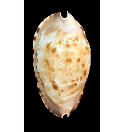 marginata consueta 61,7mm