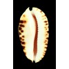 marginata consueta 61,7mm