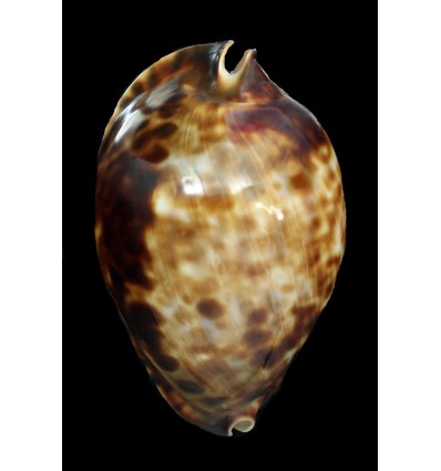 friendii vercoi 78,6mm SPECIAL PATTERN