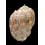 harpa 53,6mm DWARF