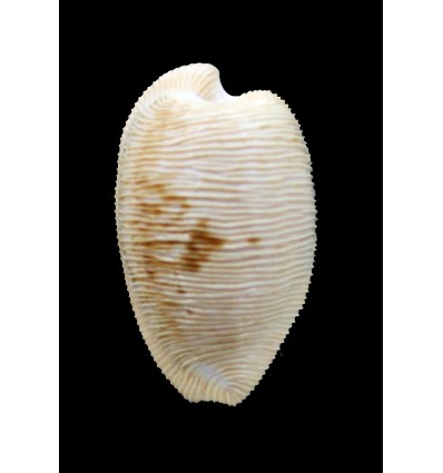 capensis 29,1mm