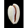 capensis 29,1mm