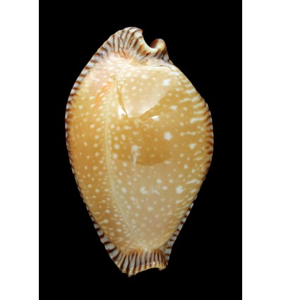 guttata surinensis 57,4mm