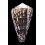 marmoreus crosseanus lineata 59,5mm