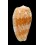 bullatus 56,2mm MAURITIUS