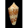 ammiralis archithalassus 49,2mm