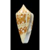 ammiralis archithalassus 49,2mm