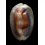 ventriculus 54,2mm SUPERB
