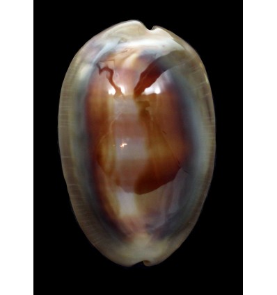 ventriculus 54,2mm SUPERB