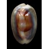 ventriculus 54,2mm SUPERB