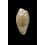 musumea 16,0mm RARITY
