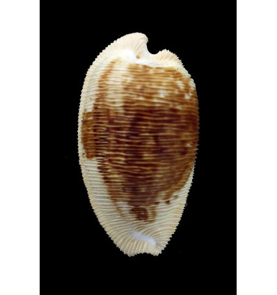 capensis 32,0mm SUPERB