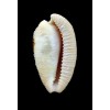 capensis 32,0mm SUPERB