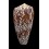 madagascarensis 52,2mm
