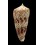 neptunus 69,0mm BIG