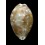 vitellus 49,0mm ROSTRATE
